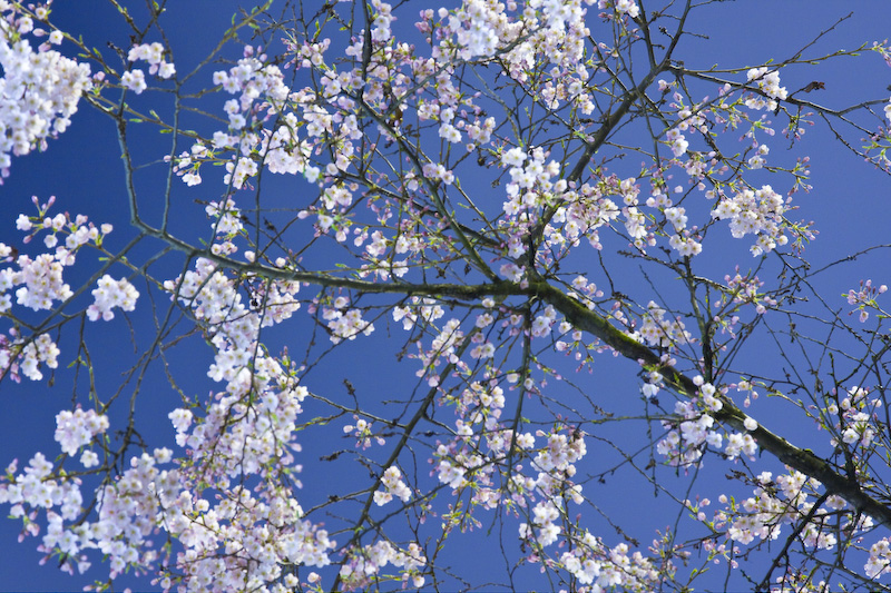 Cherry Blossoms At Night